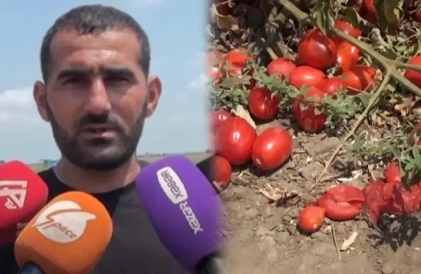 Покупателей нет, урожай гибнет: у фермеров Азербайджана начались проблемы со сбытом помидоров