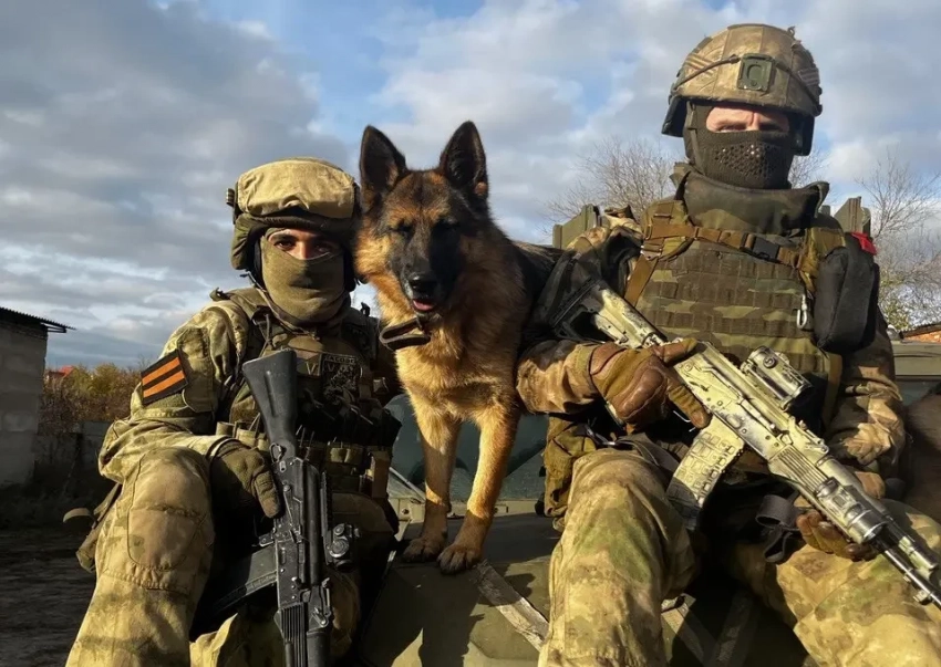 19 августа – День фронтовой собаки